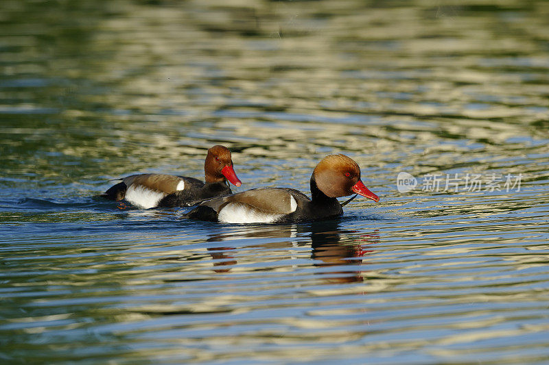 红冠潜鸭(Netta rufina)